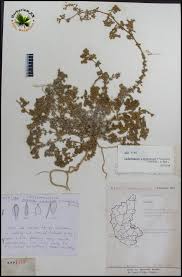 Image result for Polycarpon prostratum