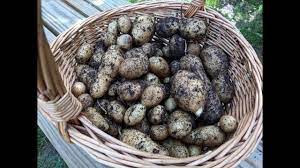 Page 1 of 1 start over page 1 of 1. German Butterball Potato Harvest 2018 Youtube