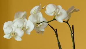 Image result for Orchidaceae