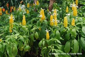Image result for Pachystachys lutea
