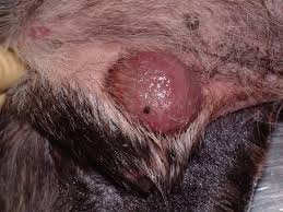 Image result for mastocytoma in dogs