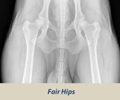 Hip Dysplasia | OFA