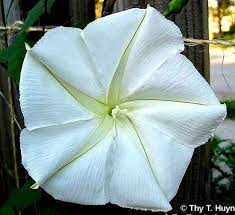 Giant Moonflower Vine Calonyction 10 Seeds Huge White Etsy In 2020 Moonflower Vine Moon Flower Night Blooming Flowers