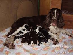 Image result for anglický špringršpaněl