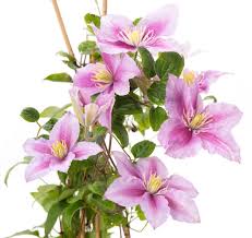 Ruppel offers fans a showier choice. Waldrebe Dr Ruppel Clematis Hybriden Dr Ruppel Gunstig Online Kaufen