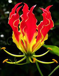 Maybe you would like to learn more about one of these? Gloriosa Superba Unusual Flowers Rare Flowers Unique Flowers