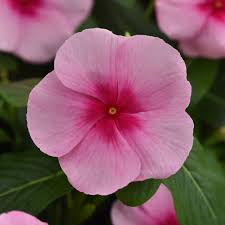 Image result for Catharanthus