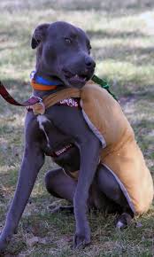 Check Out The Webpage Just Press The Bar For Even More Alternatives Pitbull Dog Attack Pitbulls Pitbull Puppies Training Pitbull Dog Attack