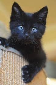 Gemeinsam mit unserem team aus freelancern und festangestellten kollegen geben wir tierfreunden alles, was sie bewegt. Pin Von Jerry Kay Bondy Auf Kitty Cats Baby Katzen Babytiere Katzen