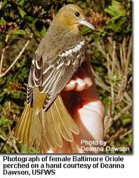 We did not find results for: Baltimore Oriole