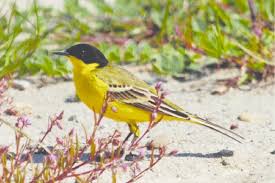 Plumage highly variable, but breeding male wholly bright yellow below, with greenish back. The Black Headed Yellow Wagtail Motacilla Flava Feldegg Male Download Scientific Diagram