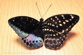 This Rare Butterfly Is Half Male Half Female Butterfly Exhibit Butterfly Species Butterfly Hatching