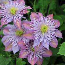Maybe you would like to learn more about one of these? Clematis Crystal Fountain Garden Express