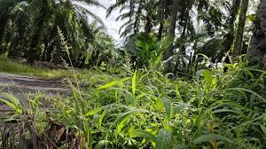 Image result for Setaria barbata