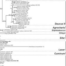 Image result for Agrocharis incognita
