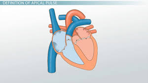 Jan 13, 2020 · taking an apical pulse download article 1. Apical Pulse Definition Location Video Lesson Transcript Study Com