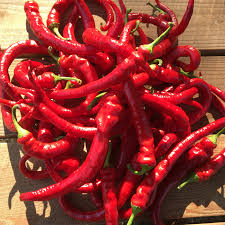 Peperoni ripieni al cartoccio ricetta peperoni al forno. Peperoni Pagels Peperoni Chili Co Paprika Peperoni Chili Co Fruchtgemuse Und Obst Dreschflegel Saatgutversand