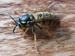 If your family likes grilling food out. Disjunct Naturalists European Wasps