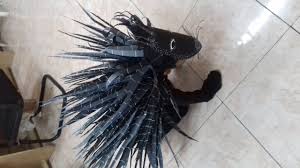 Baby porcupine illustrations & vectors. How To Make A Porcupine Fancy Dress Costume Easily 1 St Prize Winning Fancy Dress Costume Youtube