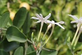 Image result for Jasminum fluminense