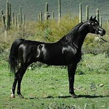Black And Arabian Mix Stunning Black Arabian Black Arabian Horse Beautiful Arabian Horses Horses