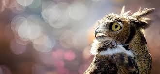 Behind the Scenes With Stella