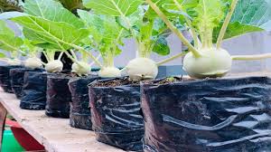 It has a swollen stem that makes it looks like a turnip growing on cabbage root. How To Grow Kohlrabi In Plastic Bags Youtube