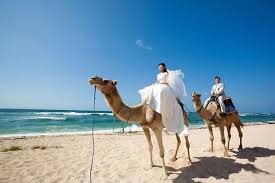 Seperti yang kita ketahui unta adalah binatang yang sudah tidak asing lagi di telinga menikmati wisata bali camel safari sangat mudah karena sudah di sediakan pemandu yang dapat membantu anda untuk bisa naik unta. Spacetraveller Activity The Best Private Trip With Camel