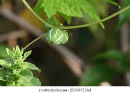 Image result for Zehneria