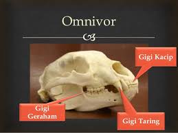 Salah satu hewan omnivora yang termasuk dalam kategori hewan mamalia ini merupakan hewan jenis primata yang bertubuh besar dibandingkan jenis primata. Struktur Gigi Haiwan Herbivor Karnivor Dan Omnivor