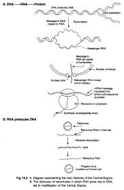 Central Dogma With Diagram Genetics