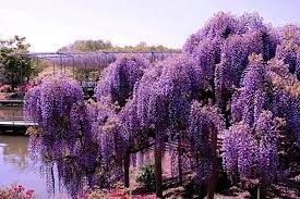 10 Plants You Should Never Include In Your Landscaping Epic Gardening Wisteria Tunnel Wisteria Japan Ashikaga Flower Park