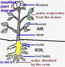 Photosynthesis Factors Affecting Rate Experiment Design