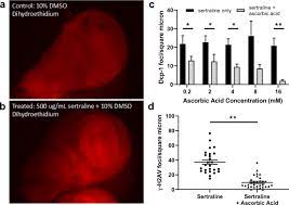Sertraline Induces Dna Damage And Cellular Toxicity In Drosophila That Can Be Ameliorated By Antioxidants Scientific Reports