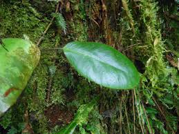 Image result for Elaphoglossum kivuense