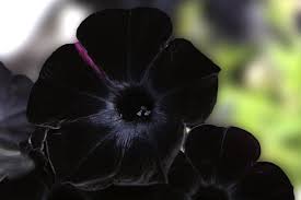 Apa makna yang terkandung didalamnya? 15 Jenis Bunga Hitam Yang Elegan Outerbloom