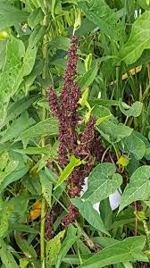 Image result for Afroligusticum runssoricum