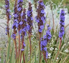 Image result for Aristea angolensis