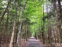 Zen Hike with Forest Bathing