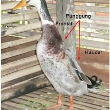 Teknik download gambar gambar itik. Paling Keren 17 Gambar Hitam Putih Itik Gani Gambar