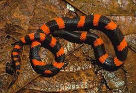 New Orange Black Snake Discovered In Mexico Snake Cute Reptiles Pretty Snakes