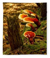 Image result for Ganoderma tsugae