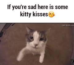 Image Result For Animated Gifs Of Cats Cats Cute Animals Cute Cats
