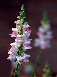 Flower August Flowers Snapdragons Love Flowers