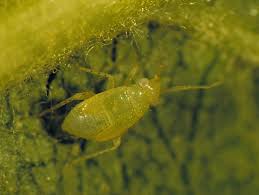 Image result for Campylospermum