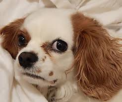 Lady Gaga S Mansion Where Bradley Cooper Offered Her A Star Is Born Cavalier King Charles Dog Cavalier King Charles Dogs
