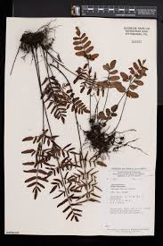 Image result for Pellaea dura