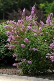 Buddleia Butterfly Bush Review And Comparison Butterfly Bush Easy Plants To Grow Light Purple Flowers
