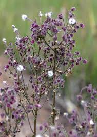 Image result for Blumea axillaris