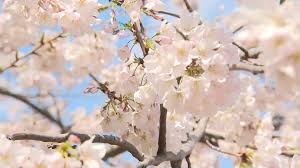Learn more about the cherry blossom trees and their bloom status: Cherry Blossoms To Bloom In Chicago Wgn Tv